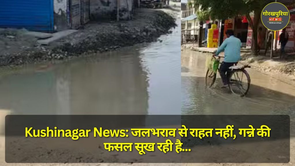 Kushinagar News: जलभराव से राहत नहीं, गन्ने की फसल सूख रही है