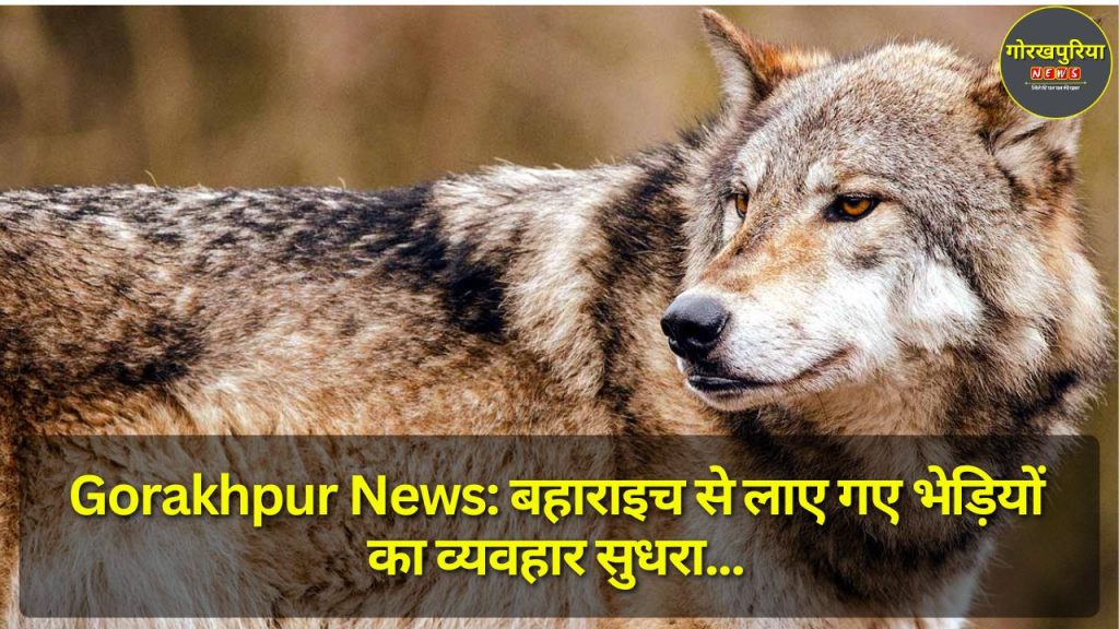 Gorakhpur News: बहाराइच से लाए गए भेड़ियों का व्यवहार सुधरा, मुख्य बाड़े में स्थानांतरण की तैयारी