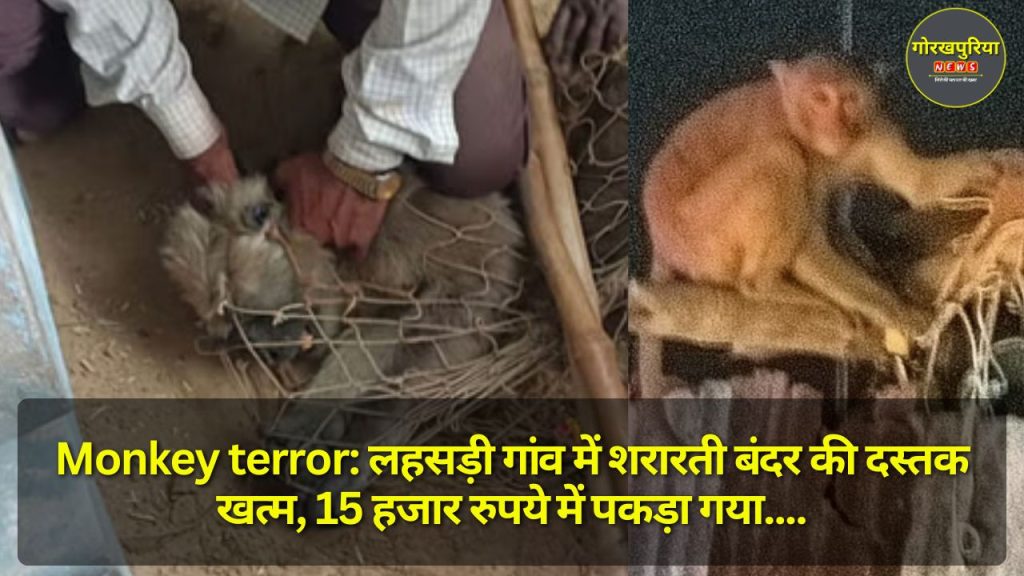 Monkey terror: लहसड़ी गांव में शरारती बंदर की दस्तक खत्म, 15 हजार रुपये में पकड़ा गया