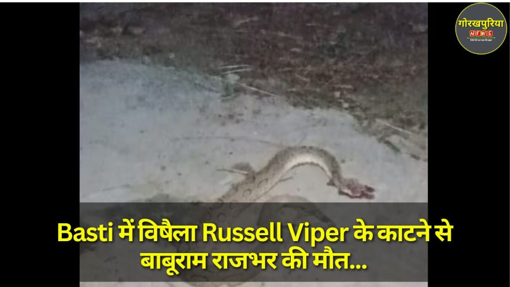 Basti में विषैला Russell Viper के काटने से बाबूराम राजभर की मौत, एक दुखद घटना