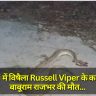 Basti में विषैला Russell Viper के काटने से बाबूराम राजभर की मौत, एक दुखद घटना