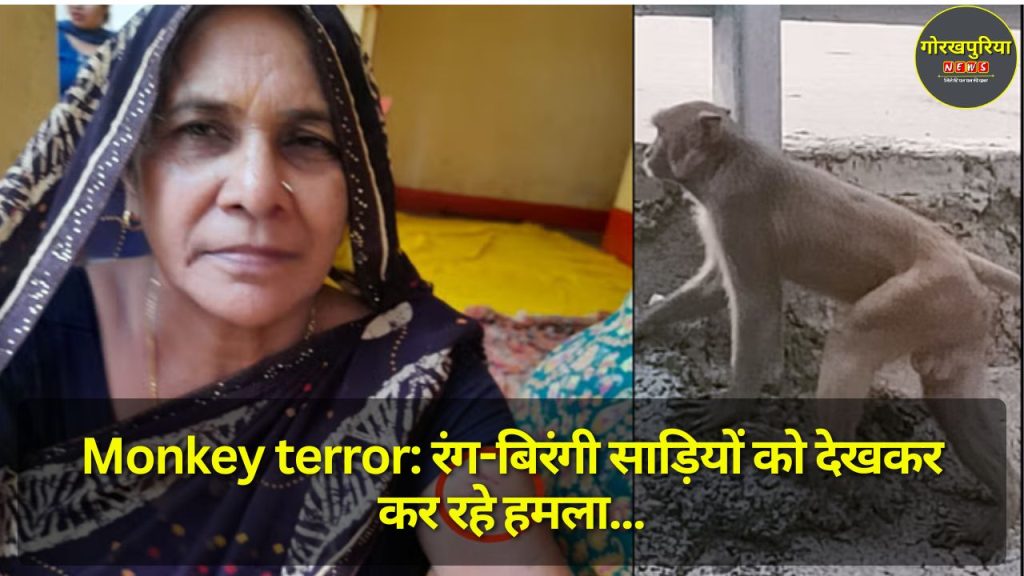 Monkey terror: रंग-बिरंगी साड़ियों को देखकर कर रहे हमला, अब मासूम भी बन रहे शिकार