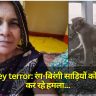 Monkey terror: रंग-बिरंगी साड़ियों को देखकर कर रहे हमला, अब मासूम भी बन रहे शिकार