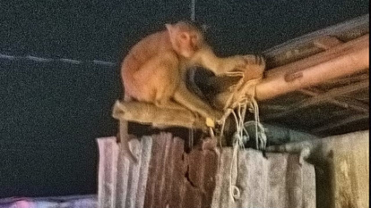 Monkey terror: रंग-बिरंगी साड़ियों को देखकर कर रहे हमला, अब मासूम भी बन रहे शिकार