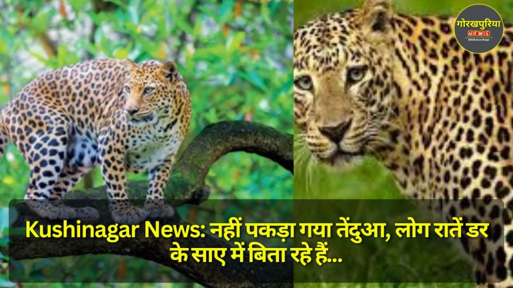 Kushinagar News: नहीं पकड़ा गया तेंदुआ, लोग रातें डर के साए में बिता रहे हैं