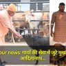 Gorakhpur news: गायों की सेवा में जुटे मुख्यमंत्री योगी आदित्यनाथ,  'भवानी' और 'भोला' को प्यार से लाड़ किया