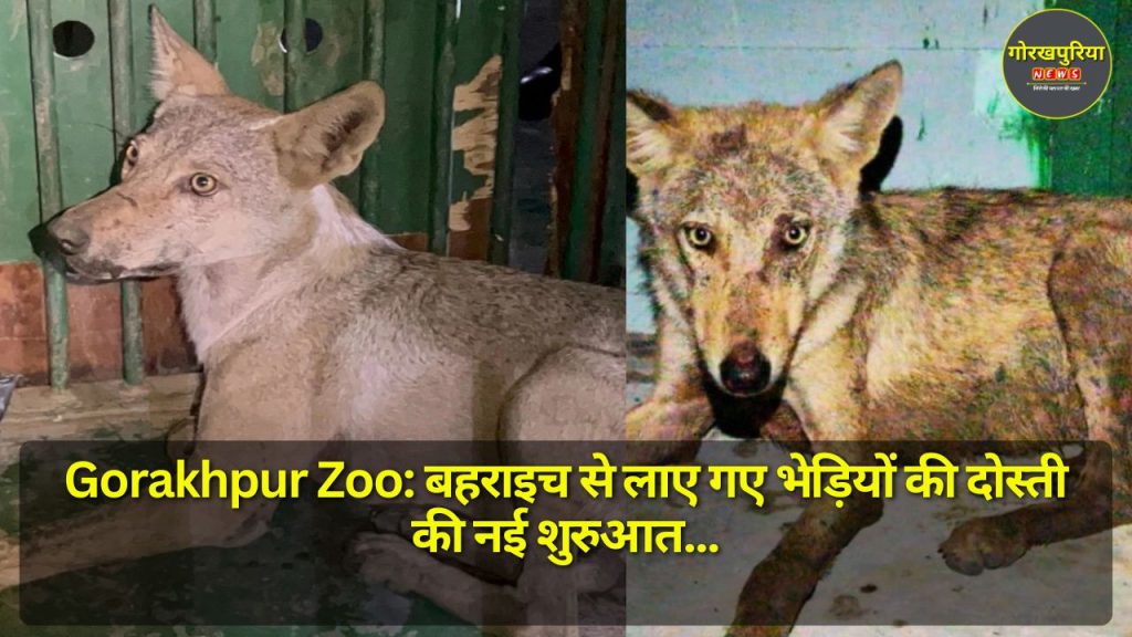 Gorakhpur Zoo: बहराइच से लाए गए भेड़ियों की दोस्ती की नई शुरुआत