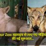 Gorakhpur Zoo: बहराइच से लाए गए भेड़ियों की दोस्ती की नई शुरुआत