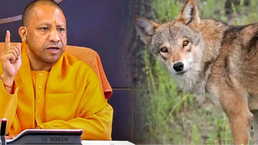 कैसरगंज में भेड़िया हमला मुख्यमंत्री योगी का कड़ा निर्णय पीड़ित परिवारों को मिलेगा पांच लाख और घायलों को पचास हजार